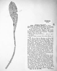 Uromyces betae image